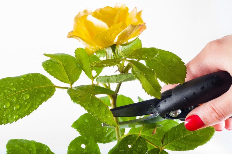 How to prune flowers