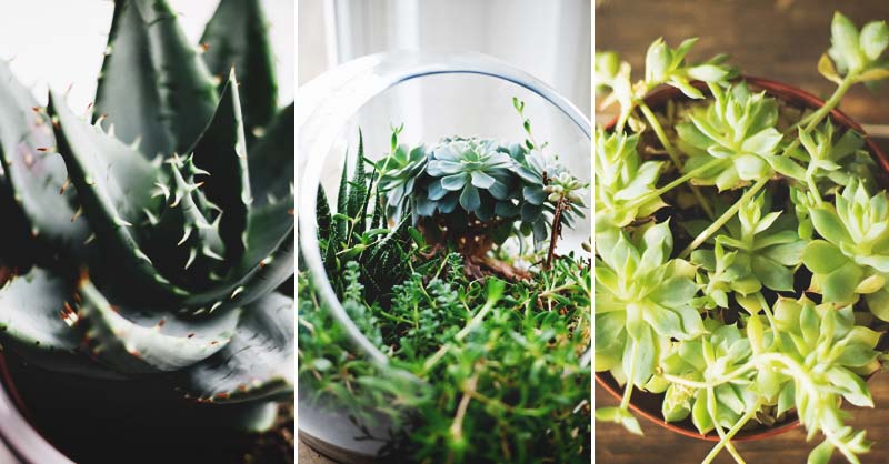 23 Gorgeous Terrarium Plants To Use In Your New Terrarium,Lychee Fruit