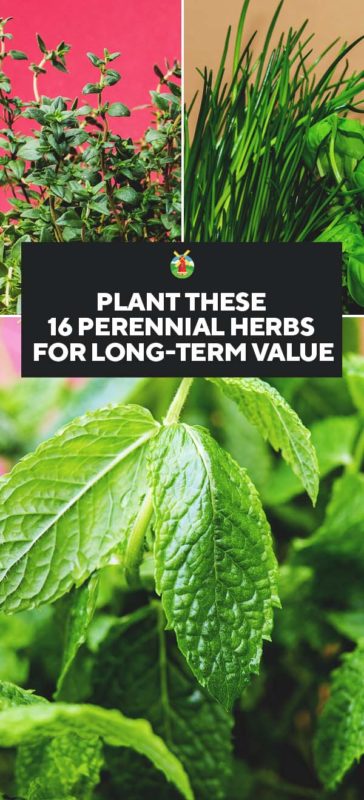 Plant These 16 Perennial Herbs for Long-term Value