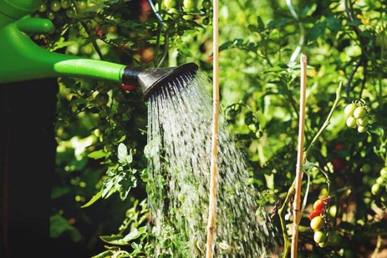 When to Water Plants: The Best Time to Water Indoor or Outdoor Garden