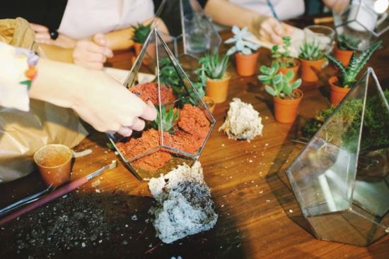 The Complete Guide on How to Make a Terrarium (and 4 Ideas to Use)