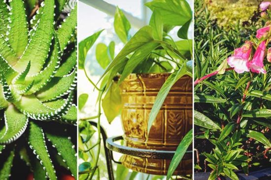 26 Gorgeous Low Maintenance Houseplants to Brighten Your Home
