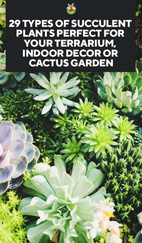 29 Types Of Succulent Plants For Your Terrarium Indoor Decor Or Cactus Garden,Layered Baked Ziti With Ricotta