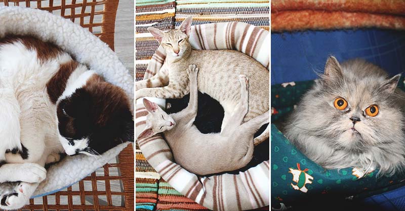 Easy Diy Cat Bed Top Ers 40 Off Angloamericancentre It - Cat Bed Diy Easy