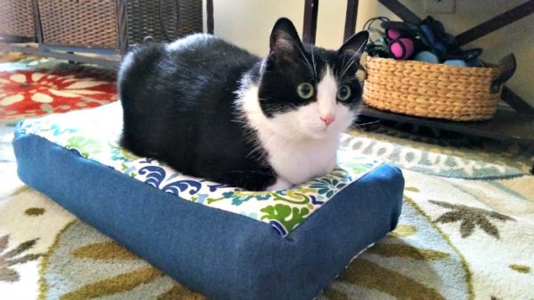 How To Sew Your Own Easy To Make DIY Cat Bed hazel 1