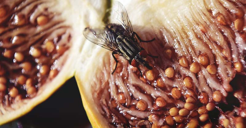 How to kill those pesky fruit flies / gnats flying around your