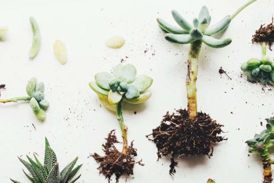 Propagating Succulents: 2 Methods to Do It Easily and Correctly