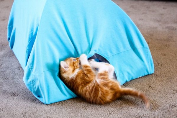 SoPurrfect Quick And Easy DIY Cat Tent With 3 Things You Have At Home 1