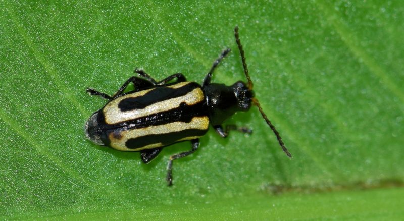 Horseradish Flea Beetle