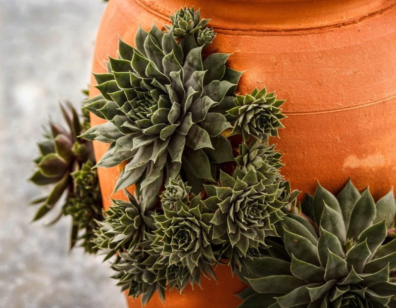 29 Types of Succulent Plants for Your Terrarium, Indoor Decor, or