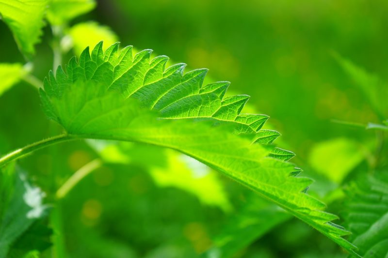 The stinging nettle leave