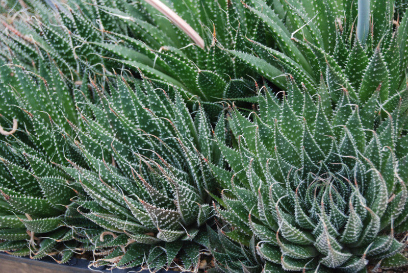 Use succulents as part of fire risk management
