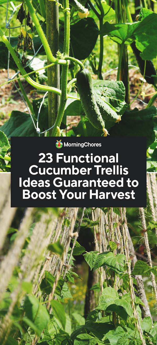 23 Functional Cucumber Trellis Ideas Guaranteed to Boost Your Harvest