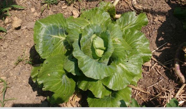 The Complete Guide to Fall Gardening: Making the Most of the Season