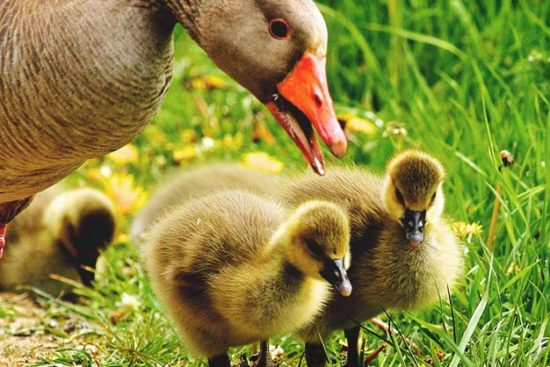 Everything You Need to Know about Duck Molting and Care