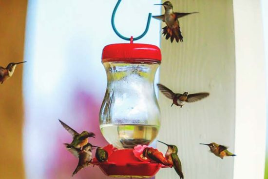 16 DIY Homemade Hummingbird Feeder Ideas to Attract Them to Your Home
