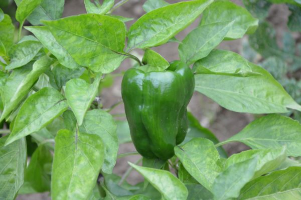 green-pepper-nightshade