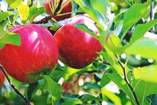 8 of the Tastiest Apple Varieties and How to Make Them Thrive