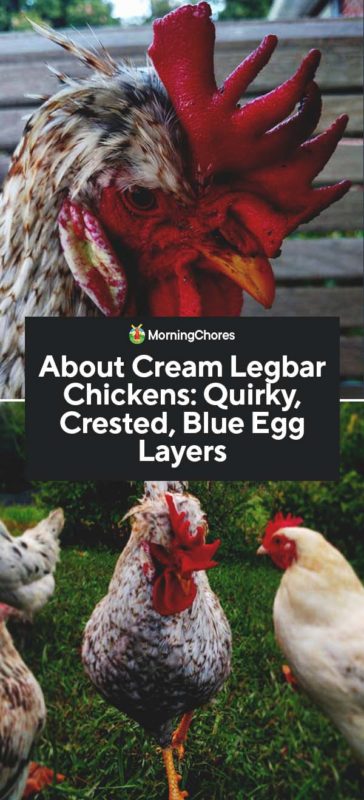 cream legbar chickens