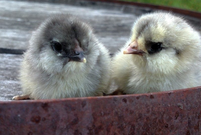 ameraucana chicks