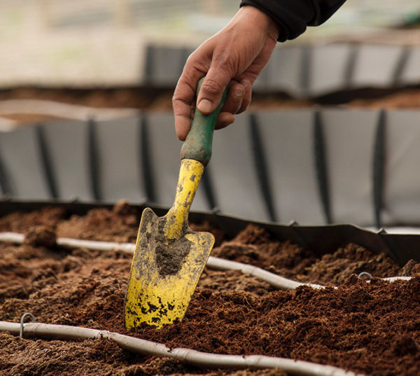 A hand holding a garden trowel to add fertilizer to soil to control garden pests