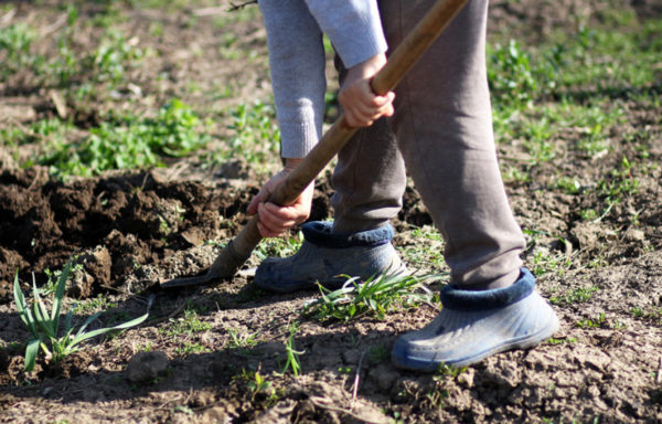 A person using a shovel to dig into soil