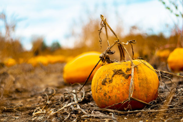 Pumpkins sitting in a field in fall