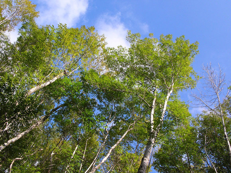 Shamel Ash trees in a group against a blue sky