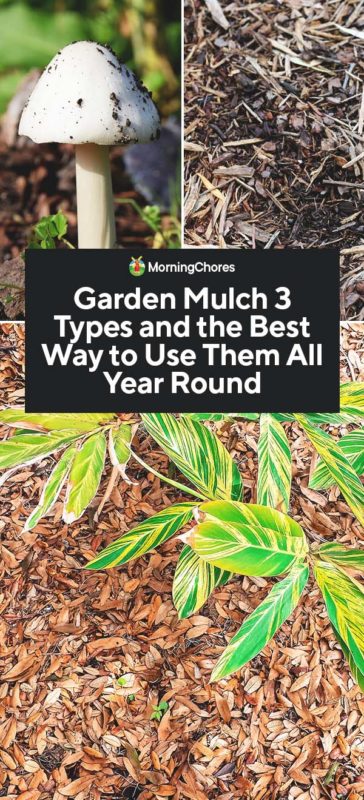 Garden Mulch 3 Types And The Best Way To Use Them All Year Round