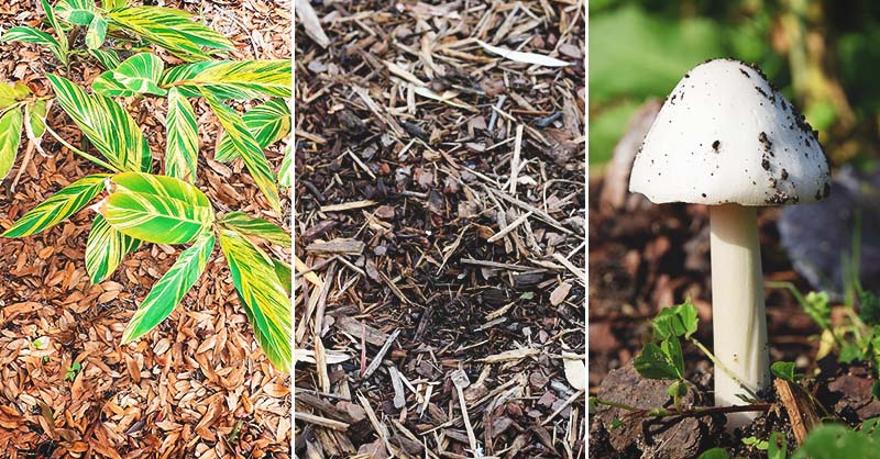 Garden Mulch 3 Types And The Best Way To Use Them All Year Round