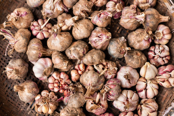 Garlic bulbs in a group pictured from above