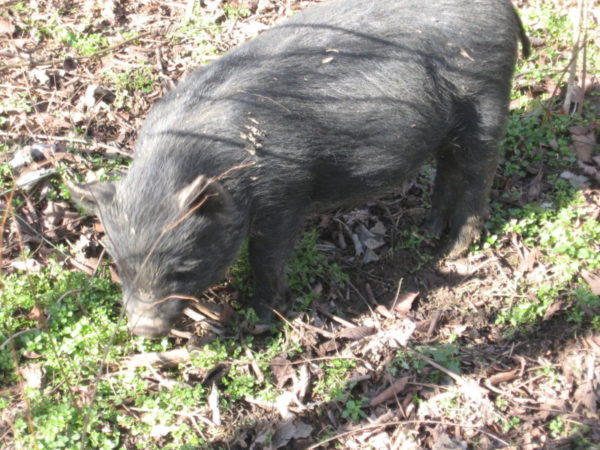 A hog tilling the soil