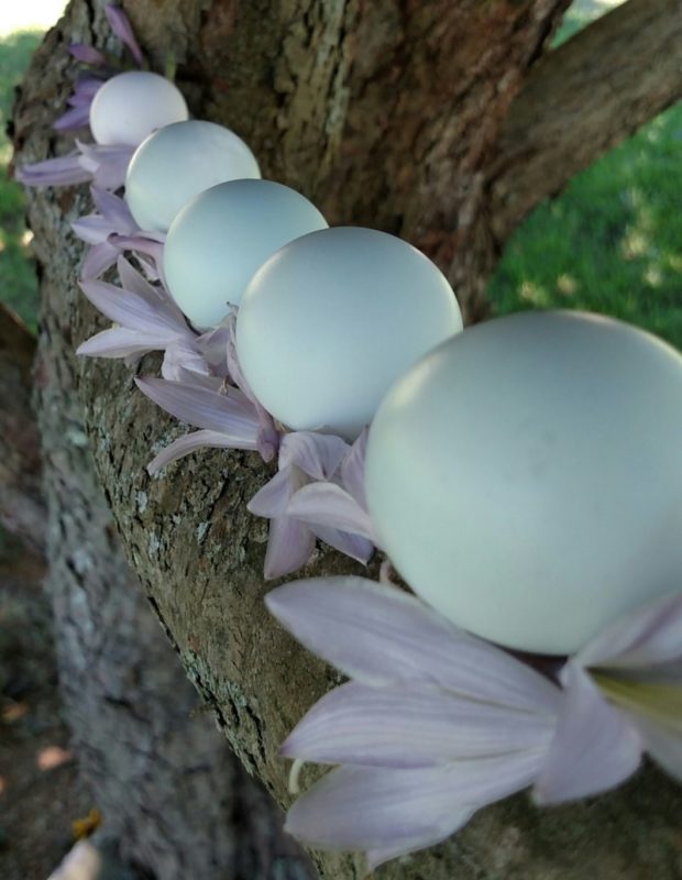 ameraucana chicken blue eggs