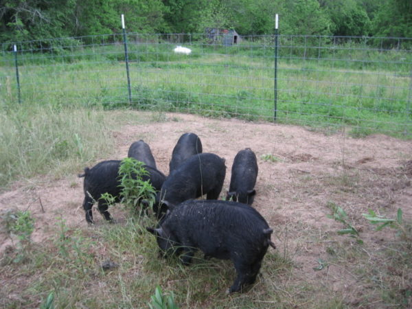 Hogs being used to till soil to control garden pests
