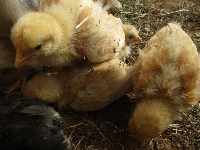 orpington chicks