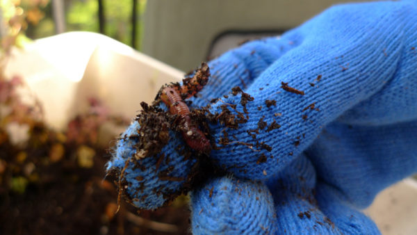 A blue glove with a worm from a Vermicompost pile