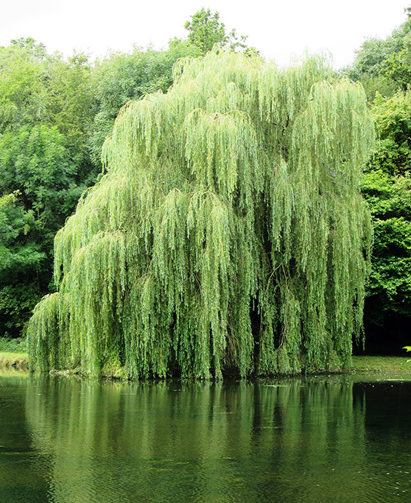 Weeping willow tree against water