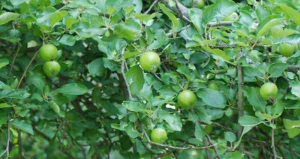 Unripened Winesap apple varieties on a tree