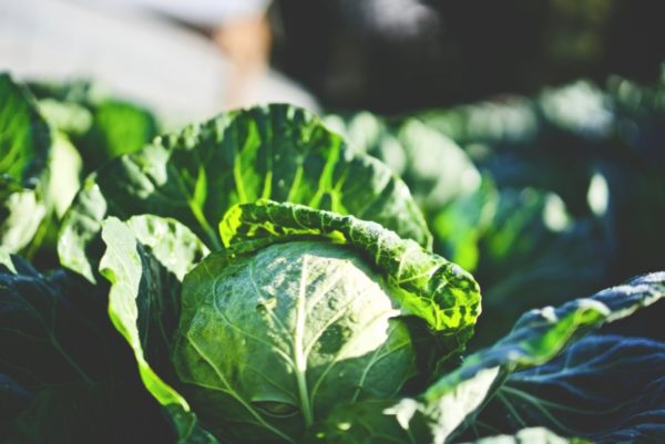 Green cabbage with garden pests