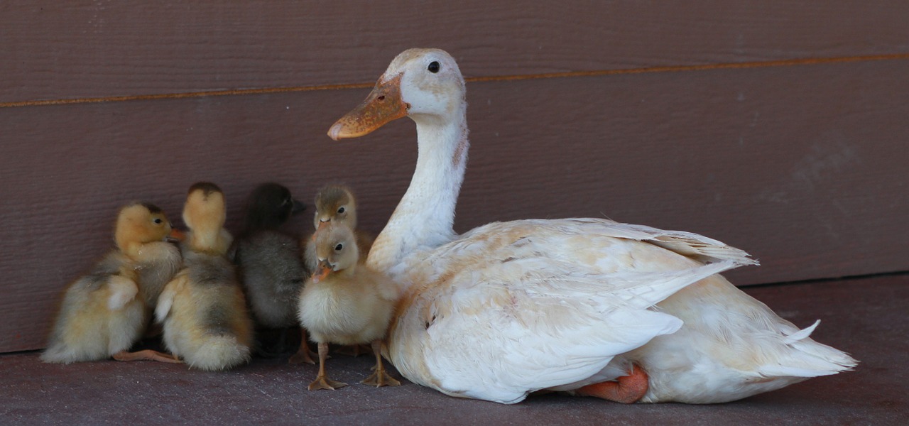 raising ducks