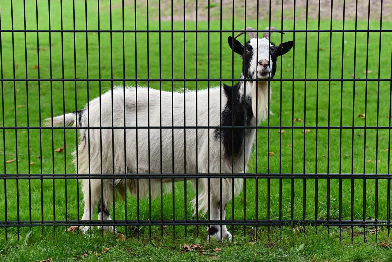 Goat in heat for breeding