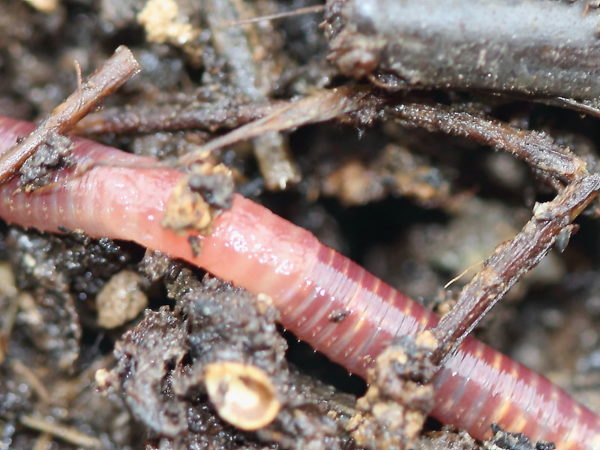 Vermicomposting worms