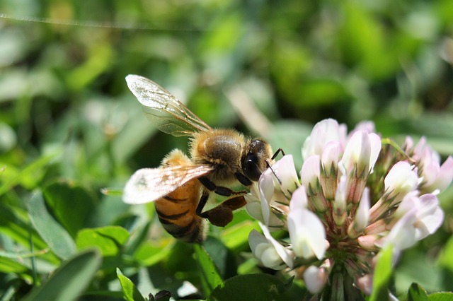 bee on white clover