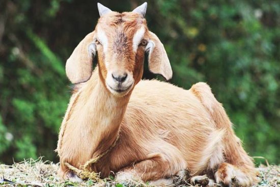 12 Easy Ways to Get Your Goats Ready for Winter and the Freezing Cold