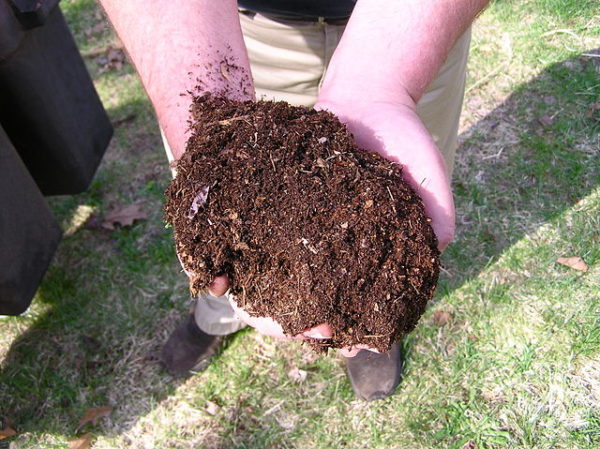 A handful of fresh compost