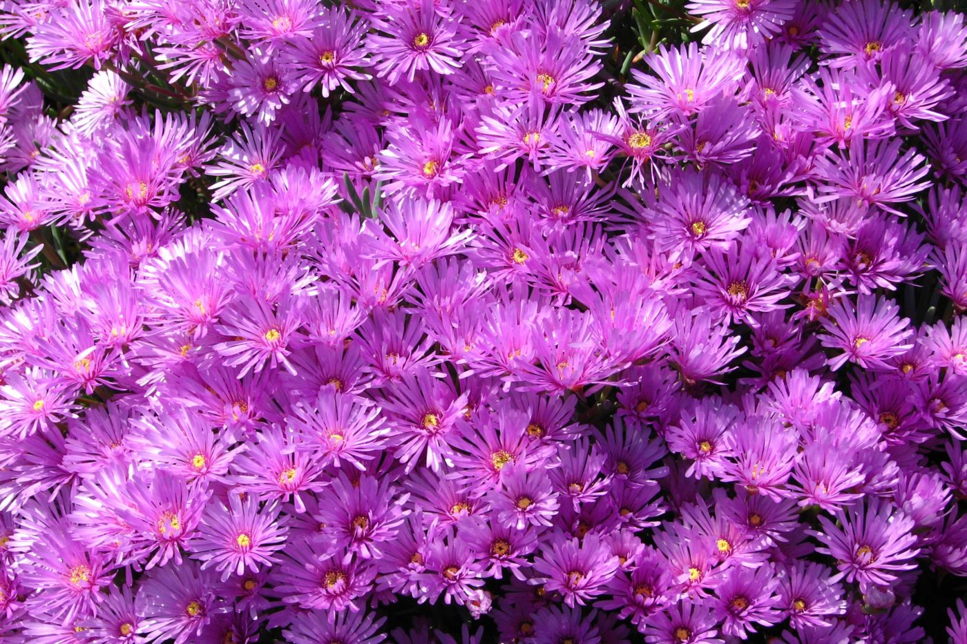 30 Gorgeous Ground Cover Plants to Enrich Your Garden