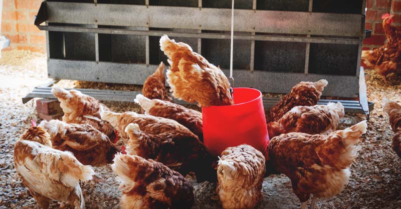 TOPINCN Automatic Chicken Drinker Cups Poultry Drinking Waterer Coop Fowl Water Water Nipple Drinking Tool Accessories10 Pcs 