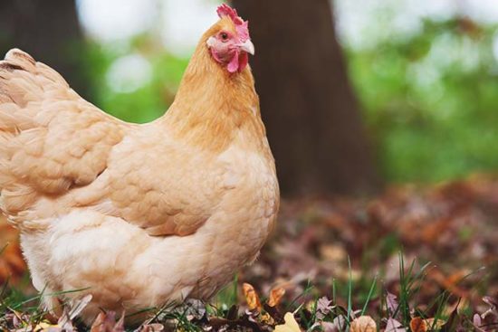 About Orpington Chickens: Pets and Productive Layers in One Beautiful Breed