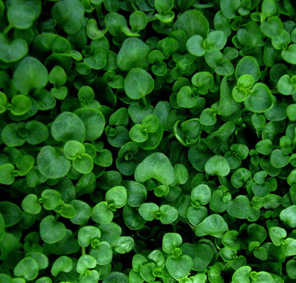 Corsican mint ground cover