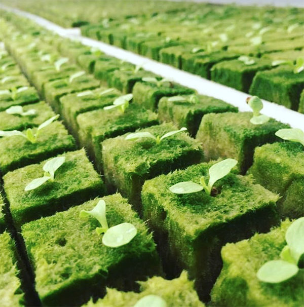 Hydroponic oasis cubes